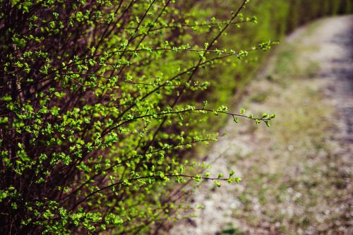 green plants nature