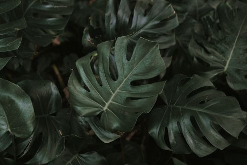 green leaf plant