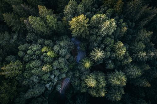 green leaf trees