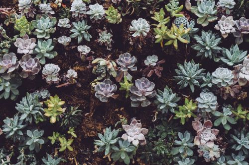 green plants flower