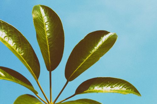 green leaf plant