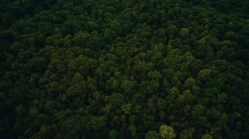 green leaf trees