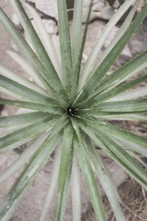 green leaf plant