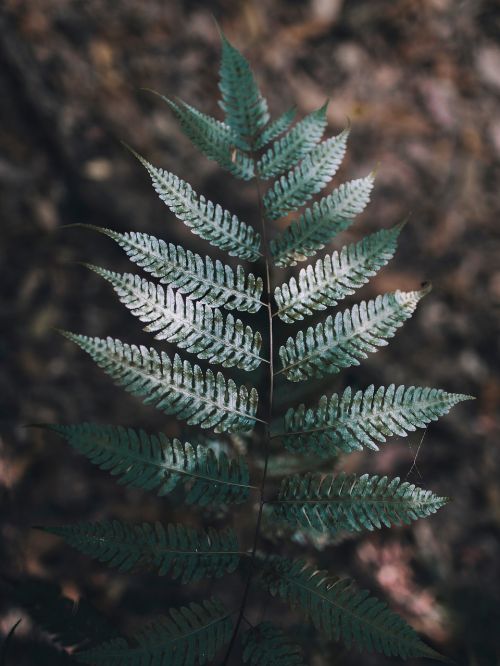 green leaf fern