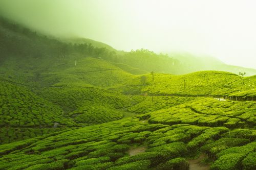 green trees farm