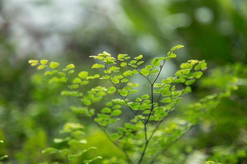 green leaves plants