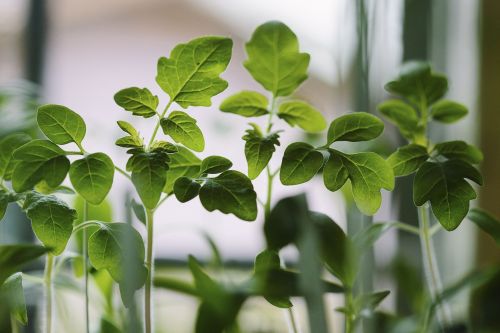 green leaves plants