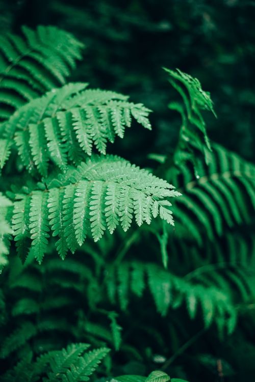 green leaf plant