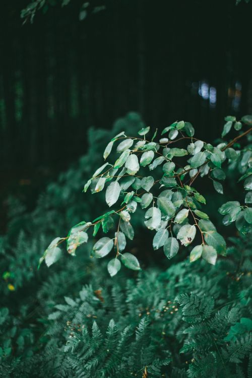 green trees plant