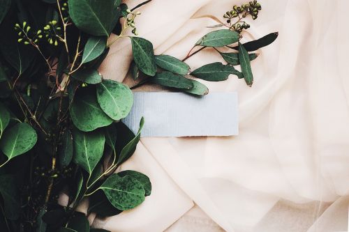 green leaves plants