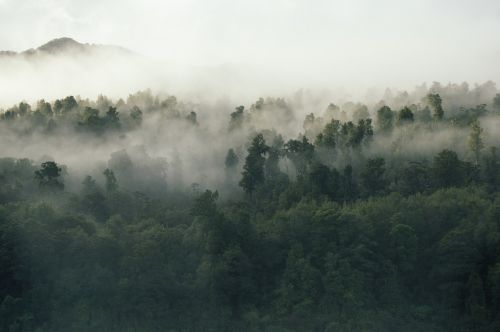 green trees plant