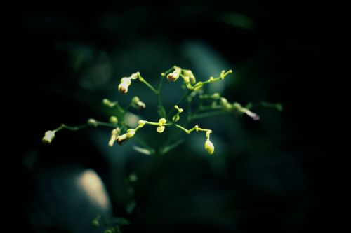 green plant blur