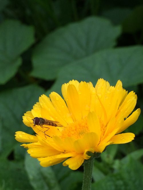 green yellow nature