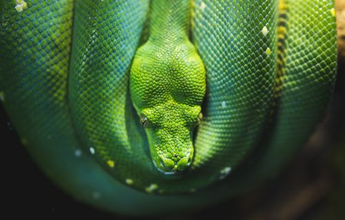green snake reptile
