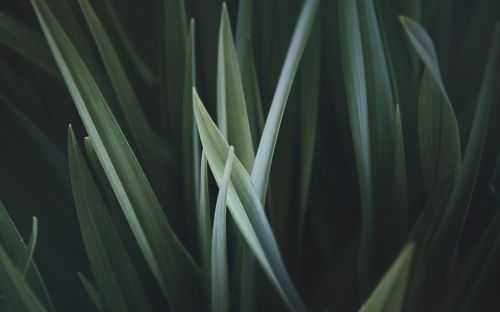 green leaf plant