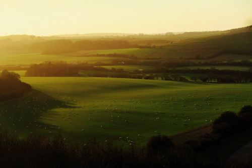 green grass field