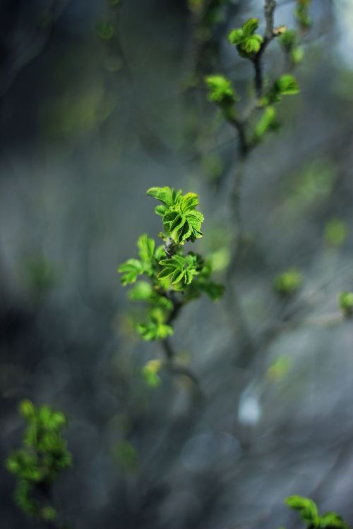 green leaf plant