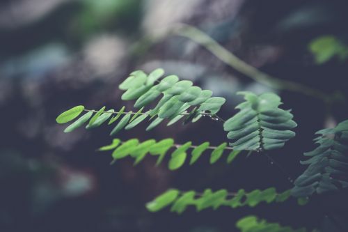 green leaf plant