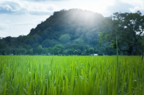 green leaves sun