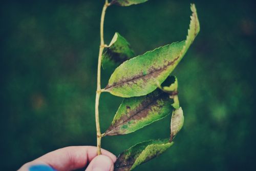 green leaf plant