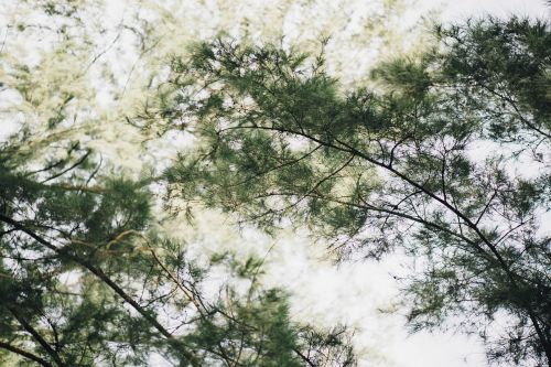 green leaf trees