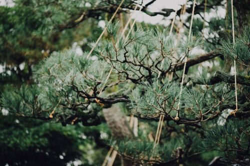 green leaf trees