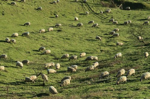 green grass herd