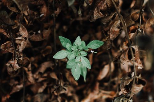 green leaf plant