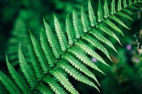 green leaf fern