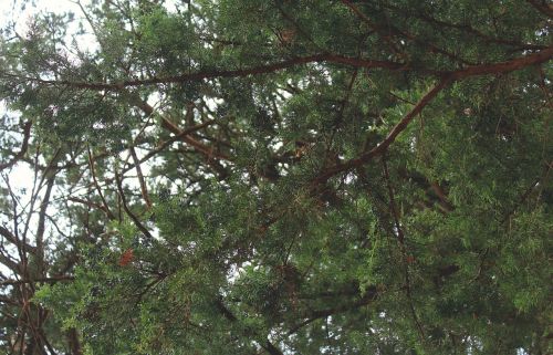 green leaf trees