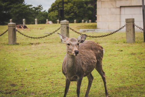 green grass deer