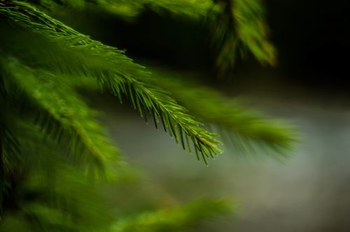 green leaf plant