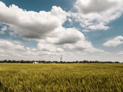 green plant field