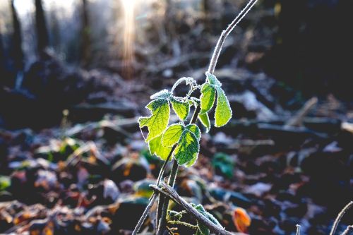 green plant nature