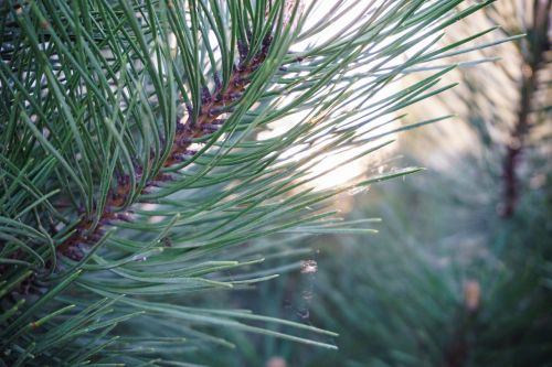 green leaf plant