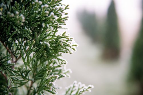 green leaf plant