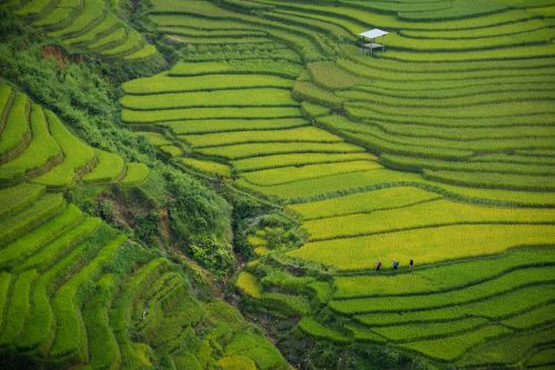 green field crops