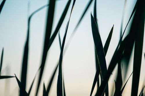 green leaf plant