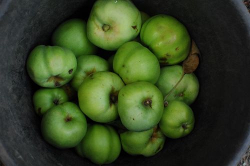 green fruit food