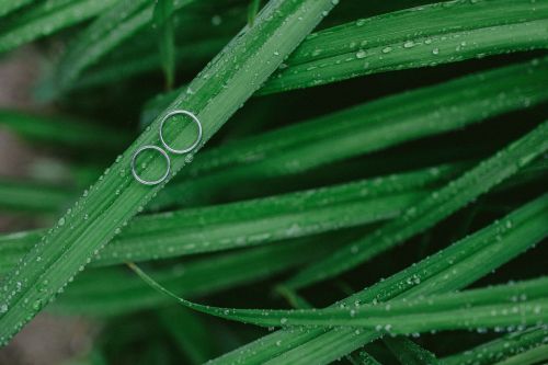 green leaf plant