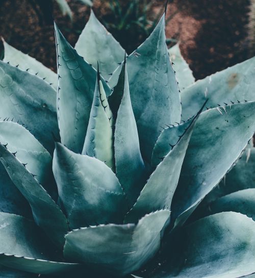 green leaf plant