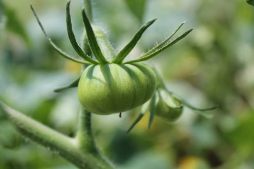 green tomato young