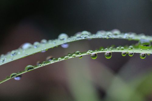 green leaf plant