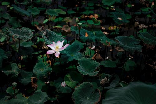 green leaf plant