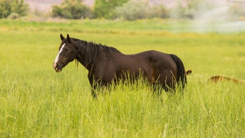 green grass horse