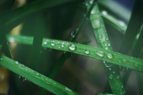 green leaf plant