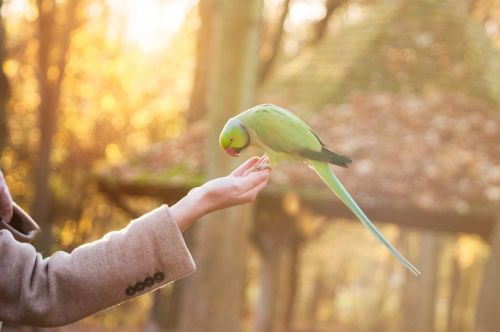 green bird pet