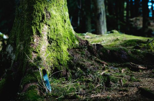 green moss tree