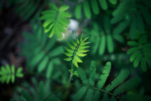 green leaf plant