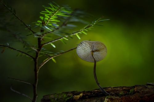 green plant nature